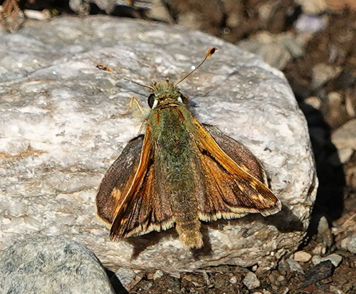 Arktisk Kommabredpande, Hesperia comma ssp.: catena. Den gl. kulmine, Kfjorden v. Alta, Finnmark, Norge jd. 6 juli 2022. Fotograf; Emil Bjerregrd