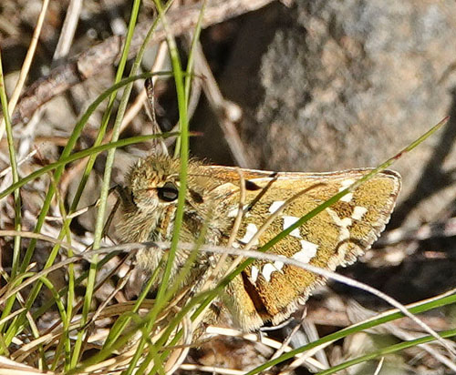 Arktisk Kommabredpande, Hesperia comma ssp.: catena hun. Den gl. kulmine, Kfjorden v. Alta, Finnmark, Norge jd. 6 juli 2022. Fotograf; Emil Bjerregrd