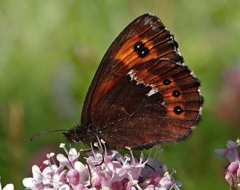 Skovbjergrandje, Erebia ligea ssp. dovrensis. Nordkjosbotn, Troms og Finnmark, Norge d. 10 juli 2022. Fotograf; Emil Bjerregrd