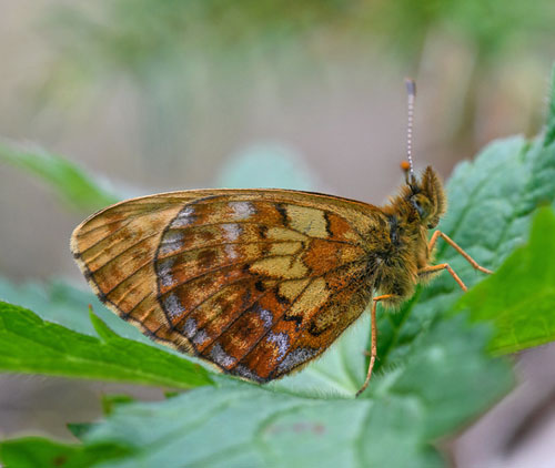 Thors Perlemorsommerfugl, Boloria thore ssp. borealis (Staudinger, 1861). Dovre, Norge - d. 3 juli 2022. Fotograf; Arne Ileby Uleberg