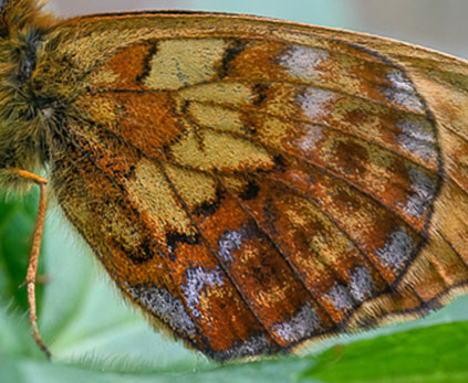 Thors Perlemorsommerfugl, Boloria thore ssp. borealis (Staudinger, 1861). Dovre, Norge - d. 3 juli 2022. Fotograf; Arne Ileby Uleberg