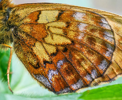 Thors Perlemorsommerfugl, Boloria thore ssp. borealis (Staudinger, 1861). Dovre, Norge - d. 3 juli 2022. Fotograf; Arne Ileby Uleberg