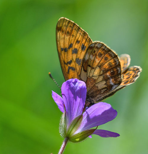 Thors Perlemorsommerfugl, Boloria thore ssp. borealis (Staudinger, 1861). Dovre, Norge - d. 3 juli 2022. Fotograf; Arne Ileby Uleberg