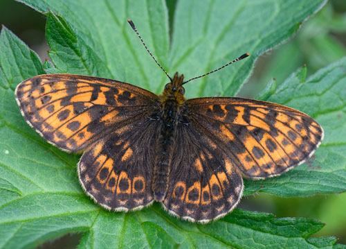 Thors Perlemorsommerfugl, Boloria thore ssp. borealis (Staudinger, 1861). Dovre, Norge - d. 3 juli 2022. Fotograf; Arne Ileby Uleberg