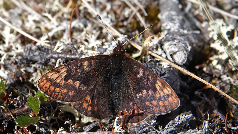 Dvrgperlemorsommerfugl, Boloria improba ssp. improbula (Brykner, 1920). . Fjeldheden ved Gorsabrua, Olderdalen, Troms, Norge d. 7 juli 2022. Fotograf; Emil Bjerregrd