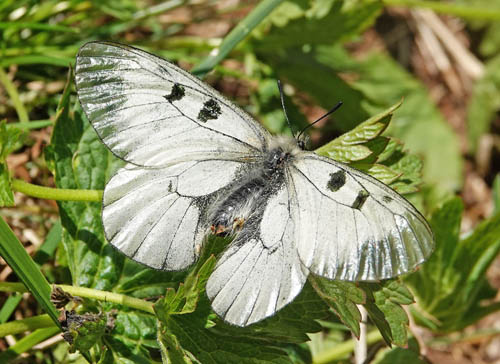 Mnemosyne, Parnassius mnemosyne ssp. nordstrmi (Bryk, 1940) hanner. Smrkleppdalen 840 m., Kvvenuten, Vinje, Vestfold og Telemark fylke, Norge d. 20  juni 2022. Fotograf; Emil Bjerregrd