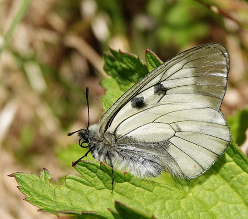 Mnemosyne, Parnassius mnemosyne ssp. nordstrmi (Bryk, 1940) hanner. Smrkleppdalen 840 m., Kvvenuten, Vinje, Vestfold og Telemark fylke, Norge d. 20  juni 2022. Fotograf; Emil Bjerregrd