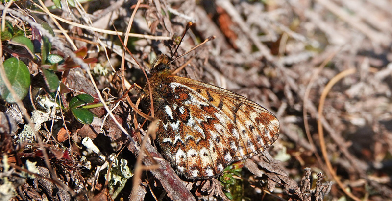 Polarperlemorsommerfugl, Boloria polaris. Baeskades-fjeldet, Alta, Norge d. 2 juli 2022. Fotograf; Emil Bjerregrd