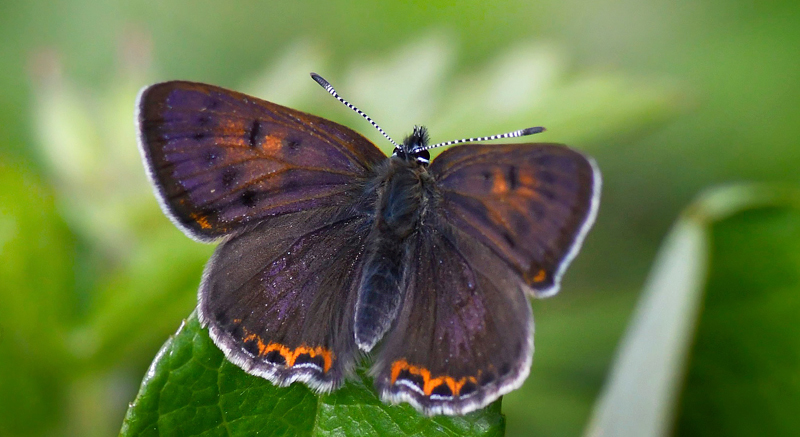 Bl Ildfugl, Lycaena helle han. Funsdalen, Hrjedalen, Sverige d. 19 juni 2022. Fotograf; Gran Assner