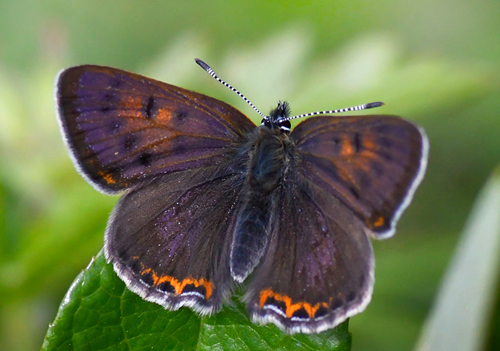 Bl Ildfugl, Lycaena helle han. Funsdalen, Hrjedalen, Sverige d. 19 juni 2022. Fotograf; Gran Assner