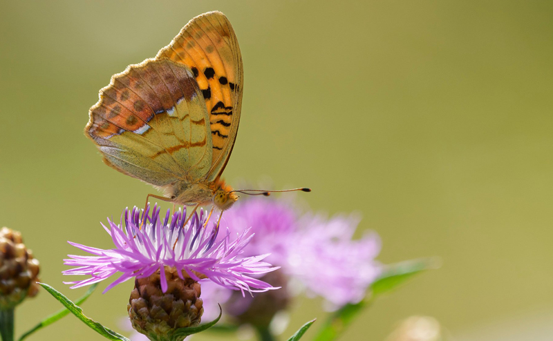 Skuggprlemorfjril / stlig Perlemorsommerfugl, Argynnis laodice. Tyresta, Stockholm Ln, Sverige d. 1 august - 2022. Fotograf; Fredrik Forsberg