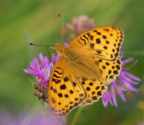 Skuggprlemorfjril / stlig Perlemorsommerfugl, Argynnis laodice. Tyresta, Stockholm Ln, Sverige d. 1 august - 2022. Fotograf; Fredrik Forsberg