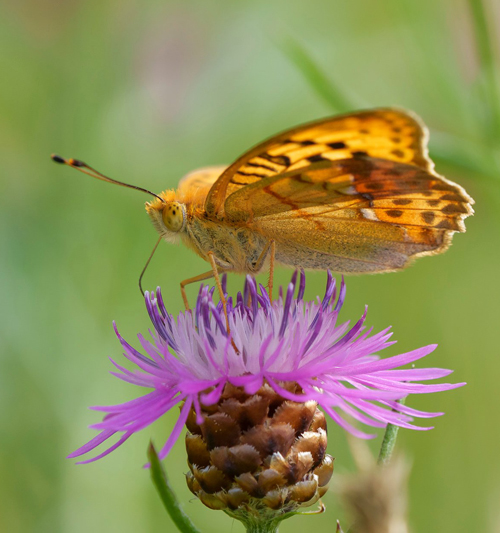 Skuggprlemorfjril / stlig Perlemorsommerfugl, Argynnis laodice. Tyresta, Stockholm Ln, Sverige d. 1 august - 2022. Fotograf; Fredrik Forsberg