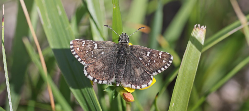 Soljebredpande, Pyrgus alveus. Fjrilsvgen 15 m., Grinduga, Gvle, Gstrikland, Sverige d. 7 juli 2022. Fotograf; Jan Eske Schmidt