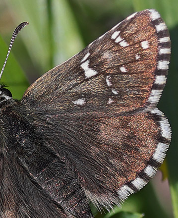 Soljebredpande, Pyrgus alveus. Fjrilsvgen 15 m., Grinduga, Gvle, Gstrikland, Sverige d. 7 juli 2022. Fotograf; Jan Eske Schmidt