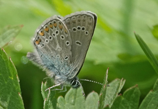 Brun Blfugl, Eumedonia eumedon ssp. borealis. Torkilstten parkeringsplads 945 m., Ljungdalen, Jmtland, Sverige d. 3  juli 2022. Fotograf; Lars Andersen