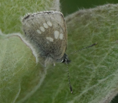 Fjeldblåfugl, Agriades orbitulus. Torkilstöten parkeringsplads 945 m., Ljungdalen, Jämtland, Sverige d. 3 juli 2022. Fotograf; Lars Andersen
