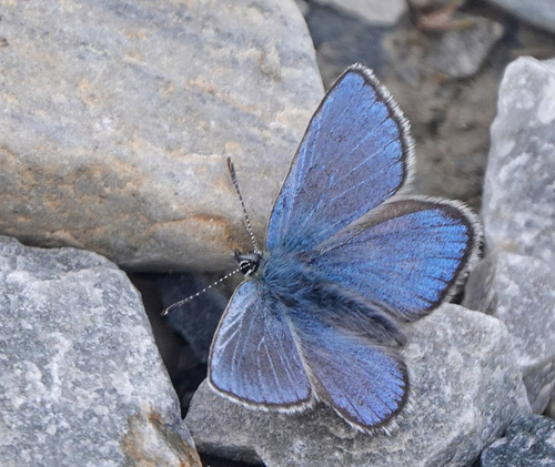Fjeldblåfugl, Agriades orbitulus. Torkilstöten parkeringsplads 945 m., Ljungdalen, Jämtland, Sverige d. 3 juli 2022. Fotograf; Lars Andersen