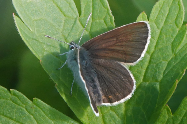 Brun Blfugl, Eumedonia eumedon ssp. borealis. Torkilstten parkeringsplads 945 m., Ljungdalen, Jmtland, Sverige d. 4  juli 2022. Fotograf; Lars Andersen