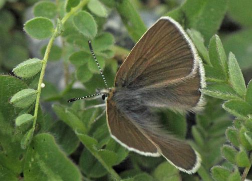 Fjeldblåfugl, Agriades orbitulus. Torkilstöten parkeringsplads 945 m., Ljungdalen, Jämtland, Sverige d. 3 juli 2022. Fotograf; Lars Andersen