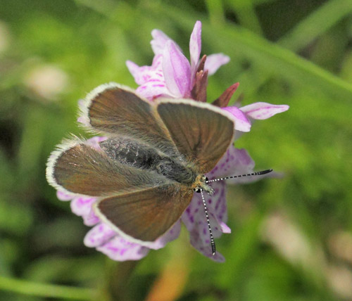 Fjeldblfugl, Agriades orbitulus. Torkilstten parkeringsplads 945 m., Ljungdalen, Jmtland, Sverige d. 3 juli 2022. Fotograf; Lars Andersen