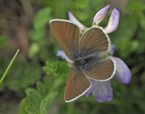 Fjeldblåfugl, Agriades orbitulus. Torkilstöten parkeringsplads 945 m., Ljungdalen, Jämtland, Sverige d. 3 juli 2022. Fotograf; Lars Andersen