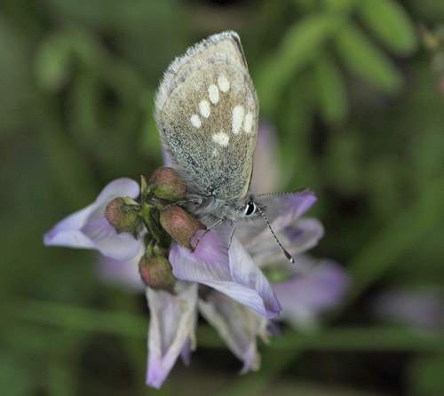 Fjeldblåfugl, Agriades orbitulus. Torkilstöten parkeringsplads 945 m., Ljungdalen, Jämtland, Sverige d. 3 juli 2022. Fotograf; Lars Andersen