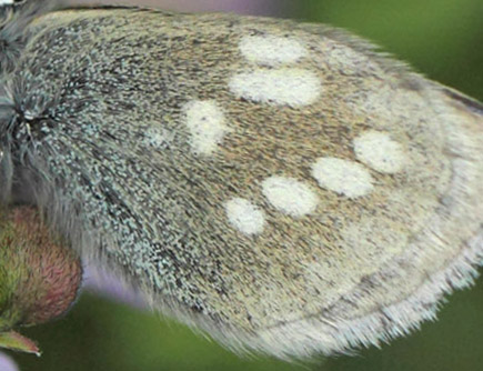 Fjeldblåfugl, Agriades orbitulus. Torkilstöten parkeringsplads 945 m., Ljungdalen, Jämtland, Sverige d. 3 juli 2022. Fotograf; Lars Andersen