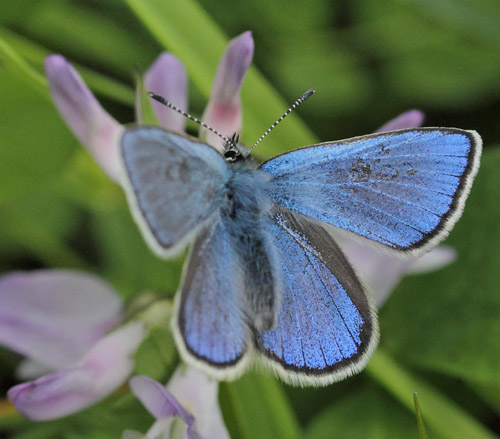 Fjeldblåfugl, Agriades orbitulus. Torkilstöten parkeringsplads 945 m., Ljungdalen, Jämtland, Sverige d. 3 juli 2022. Fotograf; Lars Andersen