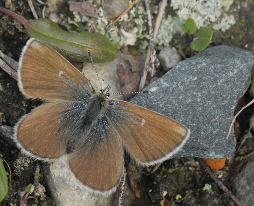 Fjeldblfugl, Agriades orbitulus. Torkilstten parkeringsplads 945 m., Ljungdalen, Jmtland, Sverige d. 4  juli 2022. Fotograf; Lars Andersen