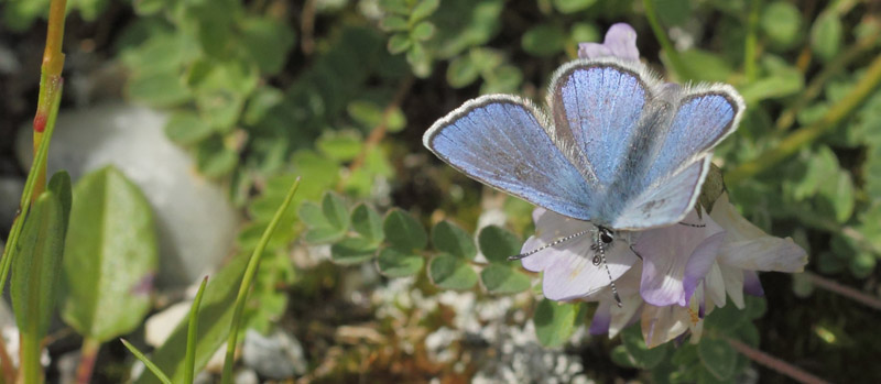 Fjeldblåfugl, Agriades orbitulus. Torkilstöten parkeringsplads 945 m., Ljungdalen, Jämtland, Sverige d. 5 juli 2022. Fotograf; Lars Andersen