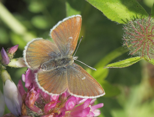 Fjeldblåfugl, Agriades orbitulus. Torkilstöten parkeringsplads 945 m., Ljungdalen, Jämtland, Sverige d. 5 juli 2022. Fotograf; Lars Andersen