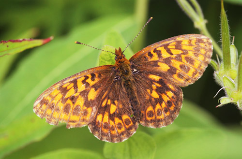 Thors Perlemorsommerfugl, Boloria thore ssp. borealis (Staudinger, 1861). sen 335 m., Jmtlands ln, Sverige - d. 6 juli 2022. Fotograf; Lars Andersen