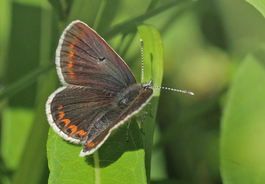 Sortbrun Blfugl, Aricia artaxerxesi ssp. lyngensis hun. sen 335 m., Jmtlands ln, Sverige, Sverige d. 6 juli 2022. Fotograf; Lars Andersen