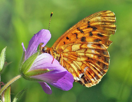 Thors Perlemorsommerfugl, Boloria thore ssp. borealis (Staudinger, 1861). sen 335 m., Jmtlands ln, Sverige - d. 6 juli 2022. Fotograf; Lars Andersen