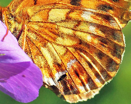 Thors Perlemorsommerfugl, Boloria thore ssp. borealis (Staudinger, 1861). sen 335 m., Jmtlands ln, Sverige - d. 6 juli 2022. Fotograf; Lars Andersen