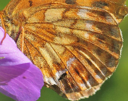 Thors Perlemorsommerfugl, Boloria thore ssp. borealis (Staudinger, 1861). Ensillre kalkbarrskog. Ånge, Medelpad, Västernorrlands län, Sverige - d. 6 juli 2022. Fotograf; Lars Andersen