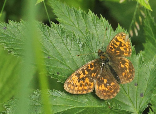 Thors Perlemorsommerfugl, Boloria thore ssp. borealis (Staudinger, 1861). Ensillre kalkbarrskog. nge, Medelpad, Vsternorrlands ln, Sverige - d. 6 juli 2022. Fotograf; Lars Andersen