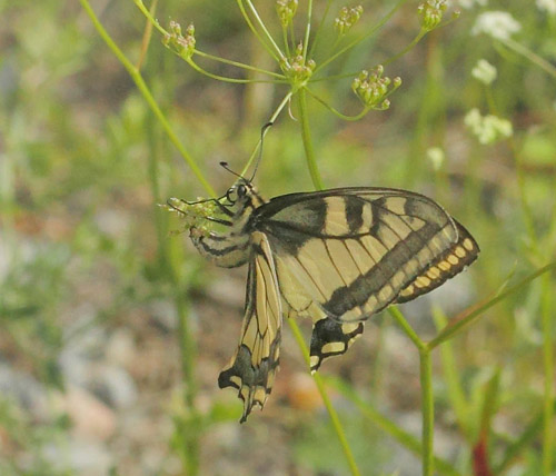 Svalehale, Papilio machaon hun. Halmmyran Naturreservat, nge 240 m., Medelpad, Vsternorrland, Sverige d. 6 juli 2022. Fotograf; Lars Andersen