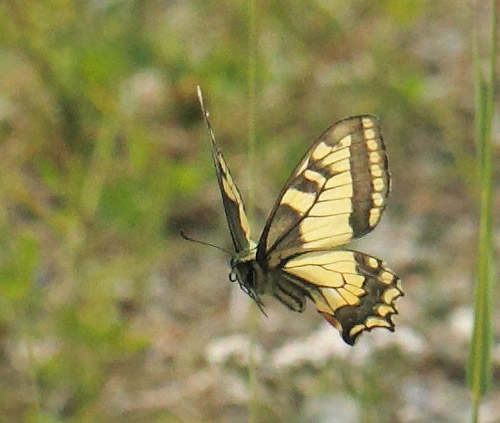 Svalehale, Papilio machaon hun. Halmmyran Naturreservat, nge 240 m., Medelpad, Vsternorrland, Sverige d. 6 juli 2022. Fotograf; Lars Andersen