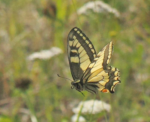 Svalehale, Papilio machaon hun. Halmmyran Naturreservat, nge 240 m., Medelpad, Vsternorrland, Sverige d. 6 juli 2022. Fotograf; Lars Andersen