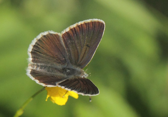 Sortbrun Blfugl, Aricia artaxerxesi ssp. lyngensis han. Fjrilsvgen 15 m., Grinduga, Gvle, Gstrikland, Sverige d. 7 juli 2022. Fotograf; Lars Andersen