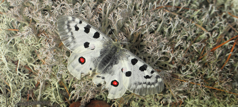 Apollo, Parnassius apollo ssp. scandinavica han. Loftahammar,Smland, Sverige d. 8 juli 2022. Fotograf; Lars Andersen