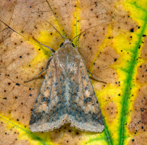 Bomullsknlfly / Paprikaugle, Heliothis armigera 20 ex. slaghvning.  Brttorpsren, luzernflt, Norra Mckleby, land, Sverige d. 30 august 2022. Fotograf; Hkan Johansson, *Mats Lindeborg