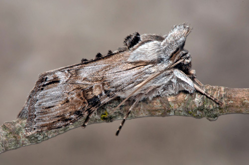 Gullriskapuschongfly / Gyldenris-Htteugle, Cucullia gnaphalii. Misterhult, Mederhult, Smland larver fundet d. 9 jul 2021. Klkket medio april 2022 hos Hans Forslind. Fotograf; Hkan Johansson