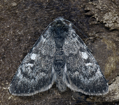 Fjällhedsfly, Xestia lyngei. Nissonsnuohkki, Tjuonajaure, Lapporten, Jukkasjärvi, Torne Lappmark, Sverige d. 30 juni 2022. Fotograf; Håkan Johansson, Anders Brattström, Fredrik Bjerding m.fl.