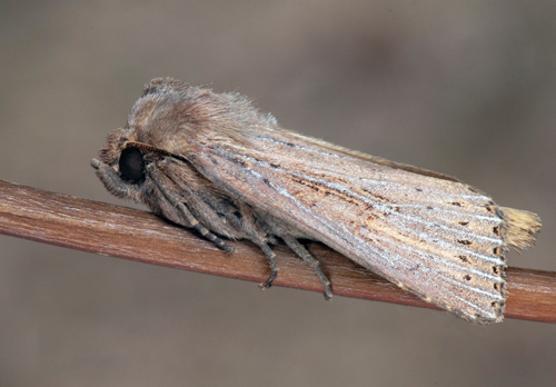 Kaveldunsfly / Stor Rørugle, Nonagria typhae. Äleklinta, Alböke , Öland, Sverige d. 6 august 2022 . Fotograf; Håkan Johansson
