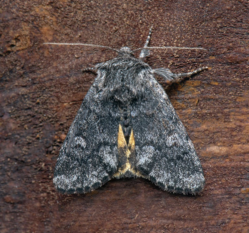 Gulvingat hedfly, Lasionycta secedens (Walker, 1858). Rautas stn. 5 km st for Abisko, Jukkasjrvi, Torne Lappmark, Sverige d. 28 juni 2022. Fotograf; Hkan Johansson