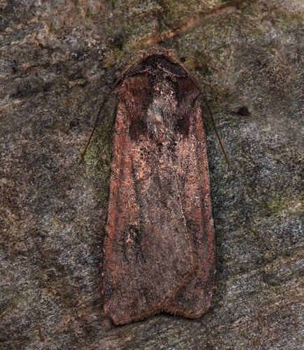 Vittofsjordfly / Såret Ugle, Peridroma saucia. Össby, Gräsgård, Öland, Sverige d. 9-22 okt 2022. Fotograf; Håkan Johansson, Mats Lindeborg, Pav Johnsson m.fl.