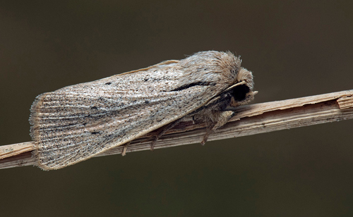 Rotstreckat stråfly / Streg-Sivugle, Protarchanara brevilinea. Gessie strandängar, Gässie, Skåne, Sverige d. 2 august 2022. Fotograf; Håkan Johansson